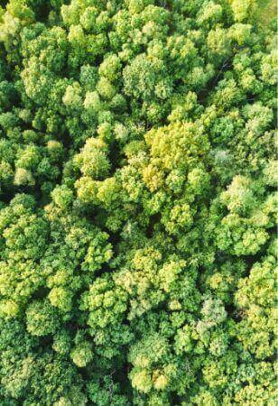 healthy trees